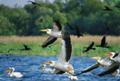 Pelicani pe lacul Isacov (mai 2008) - Foto von Cosmin Danila 