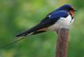 Randunica - mascul [Hirundo rustica] (mai 2008) - Foto von Cosmin Danila 