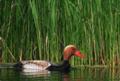 Rata cu ciuf [Netta rufina] (mai 2008) - Foto von Cosmin Danila 