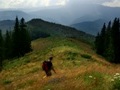 KÖNIGSTEINGEBIRGE - in der Lichtung Poiana Tamasel