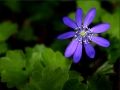 CRUCEA VOINICULUI - Foto v. George Soare
