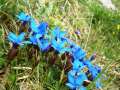 GENTIANA - Foto von Ciri Turcanu