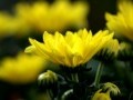 Flori din PIATRA CRAIULUI - Foto von George Soare