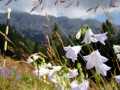 Clopotei albi - PIATRA CRAIULUI - Foto von Ciri Turcanu