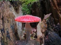 KÖNIGSTEINGEBIRGE - Pilz