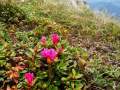 RHODODENDRON -  Foto von Ciri Turcanu
