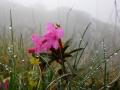 RHODODENDRON -  Foto von Ciri Turcanu