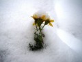  Foto von Ciri Turcanu