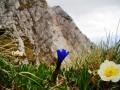 GENTIANA -  Foto von Ciri Turcanu