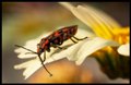 Foto von Claudiu Paduroiu