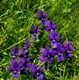 FAGARAS- 23.06.2011 - &copy; George Soare