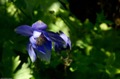 FAGARAS- 23.06.2011 - &copy; George Soare