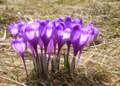 Brandusa de toamna ( Colchicum autumnale ) - Foto von Iulian Panescu