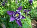 Caldarusa ( Aquilegia vulgaris ) - Foto von Iulian Panescu