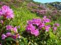 Bujorul de munte ( Rhododendrum kotschyi ) - Foto von Iulian Panescu