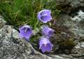 Clopoteii ( Campanula transsilvanica ) - Foto von Iulian Panescu