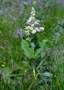 Veratrum album -  Foto von Iulian Panescu