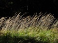 PIATRA CRAIULUI - natura montana